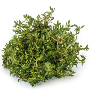 Thymian
